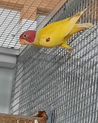 Plumhead Breedingpairs/birds