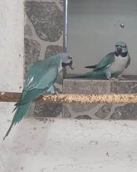 Moustache parakeet