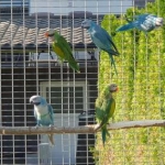 Moustache parakeet