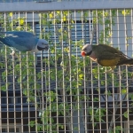 Moustache parakeet
