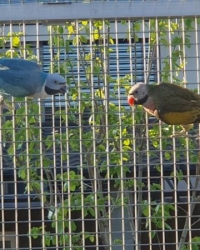 Moustache parakeet