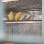 Lutino amazones (automalis)