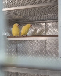 Lutino amazones (automalis)