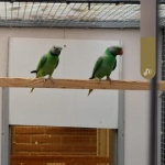 1-1 Layard 024x 023, 0-0-3 layard  2025 1-1Grijskopedelparkiet Finschii split geel