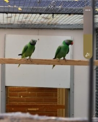 1-1 Layard 024x 023, 0-0-3 layard  2025 1-1Grijskopedelparkiet Finschii split geel