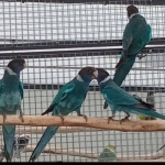 Blauwe twenty eights