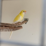 Strogele rosella’s & Bleekkop rosella’s