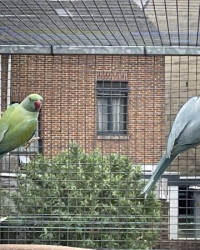 Ringnecks ClearHeadFallow