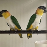 Roestkop caique