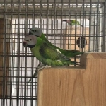 1-1 Rozeborstbaard Parkiet Split Blauw