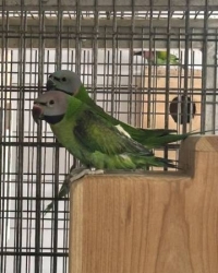 1-1 Rozeborstbaard Parkiet Split Blauw