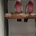 kaketoes