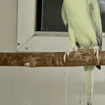 Ringnecks ClearHeadFallow