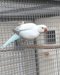 Ringnecks OpalinClearHeadFallow