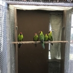 Hoorn parkieten ’25