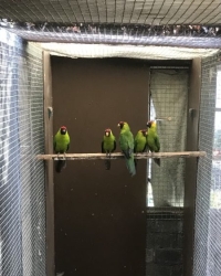 Hoorn parkieten ’25