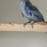 Blauw golden pastel man olijf