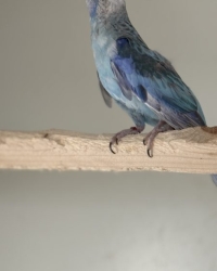 Blauw golden pastel man olijf