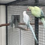 Halsbandparkieten, Halsbanden OpalineButterkop, OpalinClearHeadFallow