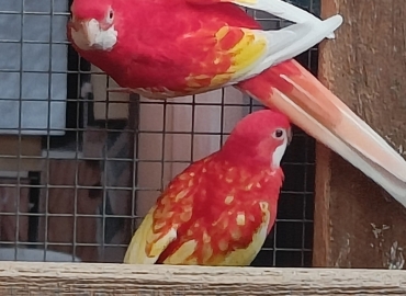 Rosella’s