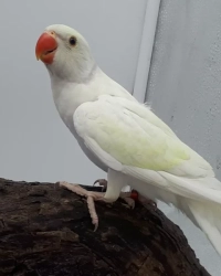 Pruimkop/halsband parkieten