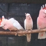 Cacatoes leadbeater (inka) – rosalbin lutino (rose kaketoe lutino)- guarouba (goudparkiet)