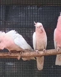 Cacatoes leadbeater (inka) – rosalbin lutino (rose kaketoe lutino)- guarouba (goudparkiet)