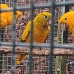 Guarouba – conure dorée – goudparkiet