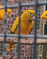 Guarouba – conure dorée – goudparkiet
