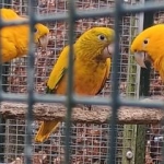 Guarouba – goudparkiet