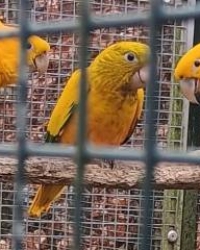 Guarouba – goudparkiet