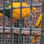 Guarouba – goudparkiet