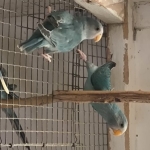 pruimkop