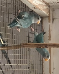 pruimkop