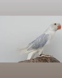 Halsband/ringneck parkieten pruimkop/plumhead