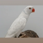 Halsband/ringneck parkieten