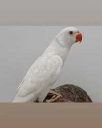 Halsband/ringneck parkieten