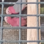 Cède cacatoès leadbeater, rosalbins, rosalbins lutino et guaroubas