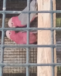 Cède cacatoès leadbeater, rosalbins, rosalbins lutino et guaroubas