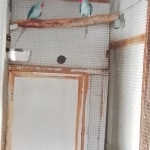 Raszuivere Alexanders 2025-2024