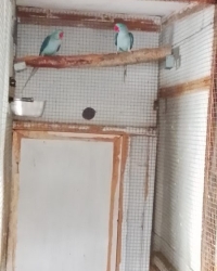 Raszuivere Alexanders 2025-2024