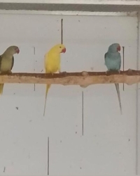 Raszuivere grote Alexanders