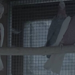 Rosalbin lutino (rose kaketoe lutino)- guarouba (goudparkiet)