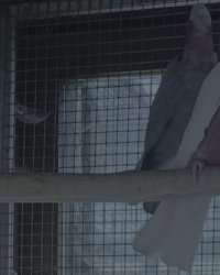 Rosalbin lutino (rose kaketoe lutino)- guarouba (goudparkiet)