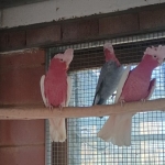 Cacatoès rosalbin classique et lutino (rose kaketoe) } guarouba (goudparkiet)