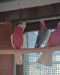 Cacatoès rosalbin classique et lutino (rose kaketoe) } guarouba (goudparkiet)