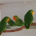 Agapornis Pullarius