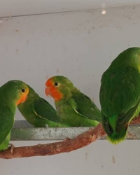 Agapornis Pullarius