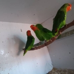 Agapornis Pullarius