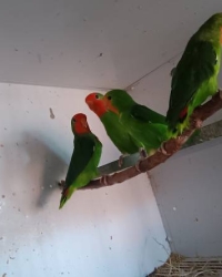 Agapornis Pullarius